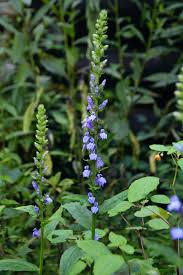 Image result for Lobelia flaccida