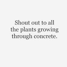 Determination Hardy Plants Tenacity Fortitude Motivational Quotes For Life Survivor Quotes Quotes To Live By