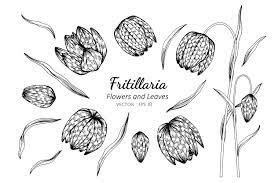 Fritillaria affinis (schultes) sealy (syn. Collection Of Fritillaria Flower And Leaves 701746 Vector Art At Vecteezy