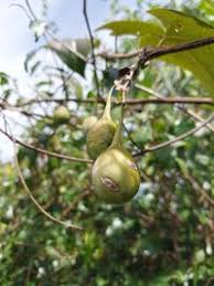 Image result for Aristolochia albida