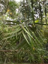 Image result for Afrocarpus falcatus