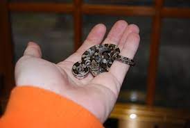 Check Out This Baby Rat Snake That Fell On Our Ranger S Head At Lee State Park Southcarolina Snakes Scwildlife Http Baby Rats State Parks South Carolina