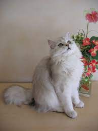Find out what works for others, see long hair inspiration, and learn how to style it once you have it! British Longhair Wikipedia