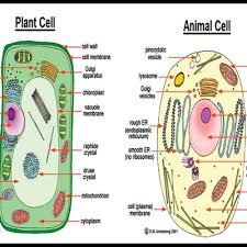 Maybe you would like to learn more about one of these? Difference Between Animal Cell And Plant Cell By A Podcast On Anchor