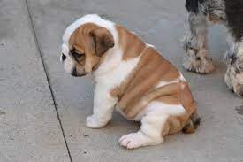Maybe you would like to learn more about one of these? Small Fat Dog Breeds Cheap Online