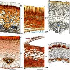 Image result for Centemopsis longipedunculata