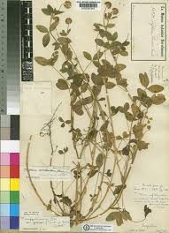Image result for Trifolium rueppellianum