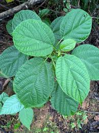 Image result for Calvoa