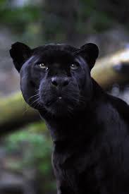 Looks Like A Big Version Of My Deuce So Beautiful Buyuk Kediler Kedi Kara Kedi