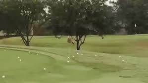 Bird Bouncing Golf Ball Pin On 9gag