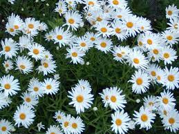 Federal government websites always use a.gov or.mil domain. Fiori Bianchi Tipo Margherita
