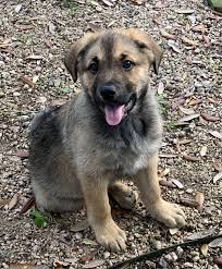 Do not purchase a puppy from a breeder who cannot provide you with written documentation that the. German Shepherd Malinois Mix Petfinder