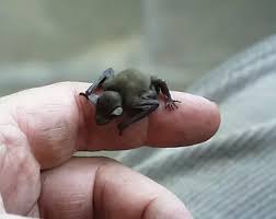 A chilled out place for sharing videos, gifs, and images of tiny animals, insects & random objects that you find pretty awesome. What Is The Smallest Animal In The World Quora
