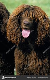 Image result for irský vodní španěl