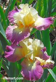 Lightshine Tall Bearded Iris Iris Flowers Bearded Iris Iris Garden