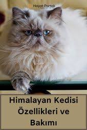 himalayan kedisi ozellikleri ve bakimi siyam kedileri kedi iran kedisi