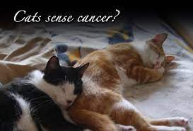 Cancer in cats is unfortunately considered relatively common and more prevalent than ever before. Cats Sense Cancer Vividlife Me