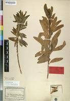 Image result for Clutia robusta