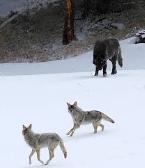 12 Crazy Animals That Will Surprise You With Their Actual Size Weird Animals Wolf Dog Wolf Running