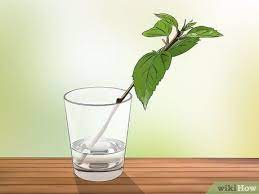 How To Propagate Hibiscus Growing Hibiscus Hibiscus Plant Hibiscus Tree