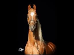 Pentagon Asb Stallion Standing At Stud Jvt Stables May 12 2013 20th Birthday American Saddlebred Horses American Saddlebred Saddlebred