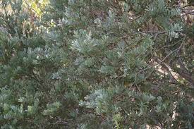 Image result for Acacia kamerunensis