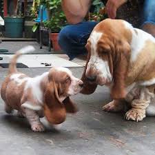 Hey Son De Human Overs Here Willz Love Ya Like Me Does Plus Brings Yoo Overs To Visit Basset Puppies Basset Hound Puppy Hound Puppies