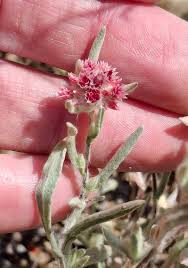 Image result for Helichrysum argyrosphaerum