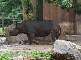 Tickets, tours, hours, address, sedgwick county zoo reviews: Chimps Picture Of Sedgwick County Zoo Wichita Tripadvisor