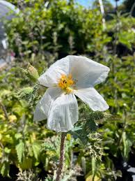 Image result for Argemone