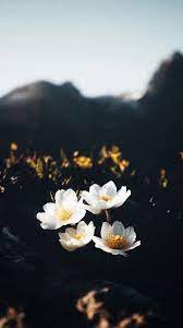 wallpaper cell flower wallpaper flowers photography nature photography