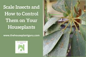 Image result for scale on plant