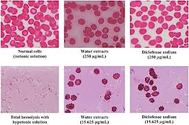 Image result for Syzygium rowlandii