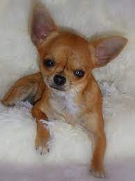 De L Eden Angel Chihuahua Love Cute Chihuahua Chihuahua Puppies