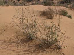 Image result for Centropodia