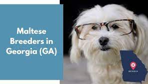 They are shepadoodle (german shepherd and poodle) puppies. 12 Maltese Breeders In Georgia Ga Maltese Puppies For Sale Animalfate