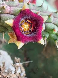 Image result for Orbea rogersii