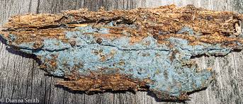 Image result for Sium repandum