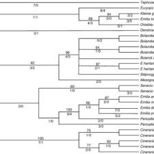 Image result for Emilia jeffreyana