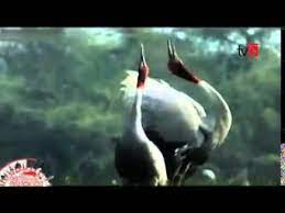 We did not find results for: Download Animal Joke Sinhala 3gp Mp4 Codedfilm