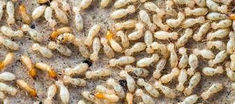 Termites can also damage laminate flooring and even skirting boards. 8 Signs Of Termites In Your Home Safeguard Pest Control