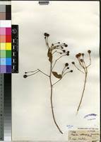 Image result for Maerua aethiopica