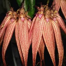 Image result for Bulbophyllum X chikukwa