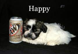 Teddy Bear Puppies For Sale In Wisconsin Find Teddy Bear Puppies For Sale In Wisconsin Minnesota And Illinois Teddy Bear Puppies Puppies Puppies For Sale