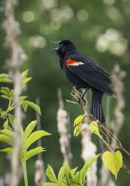 Black Bird With Orange Wings Ohio Singin The Bokeh Blues Wild Birds Pet Birds Beautiful Birds