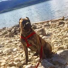 It's free and easy to use! Presa Canario Bc Canada Home Facebook