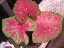 จุดธูป 9 ดอก พร้อมตั้งนโม 3 จบ. à¸šà¸­à¸™à¸ª 6 à¸™ à¸§