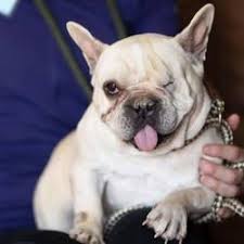 Our adoption fees offset only a portion of the veterinary expenses for the dogs in fbrn. Colorado Springs Colorado French Bulldog Meet China A For Adoption Https Www Adoptapet Com Pet 249178 French Bulldog Rescue French Bulldog Pet Adoption