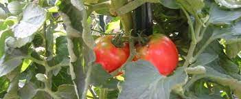 Check spelling or type a new query. Tomato Lycopersicon Lycopersicum Momotaro