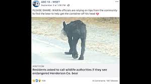 Skinny Bear With Container Stuck On Head Wandering N C Wildlife Officials Trying To Help Abc10 Com